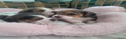 Beagle perros en venta: Bebés Beagles  - Anuncio 4