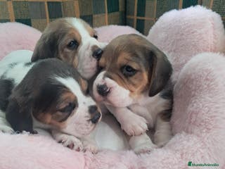 Beagle perros Bebés Beagles - Anuncio 1