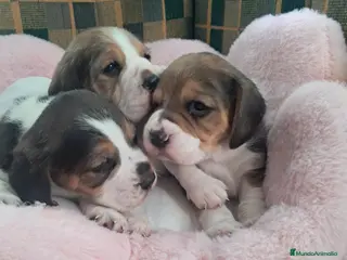 Beagle perros Bebés Beagles - Anuncio 25