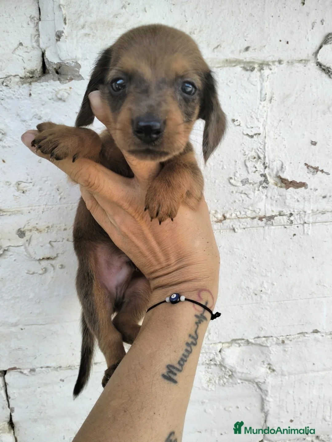 Teckel Miniatura perros en venta: Teckel mini  - Anuncio 1