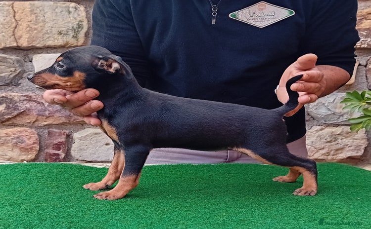 Pinscher Miniatura perros - Anuncio 1