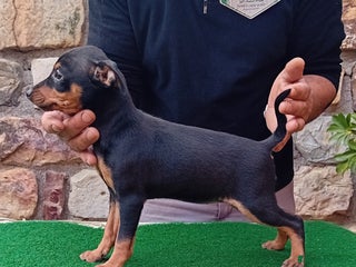 Pinscher Miniatura perros - Anuncio 1