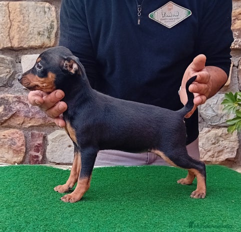 Pinscher Miniatura perros - Anuncio 1