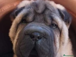 Shar Pei perros en Málaga - Anuncio 36