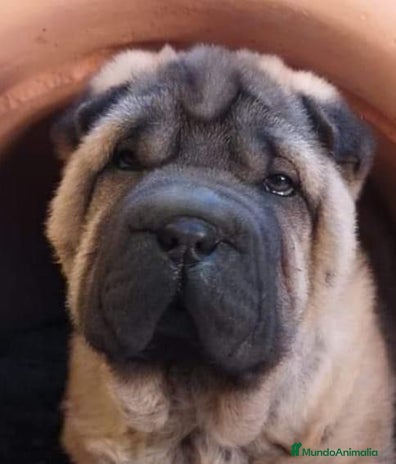 Shar Pei perros en Málaga - Anuncio 1
