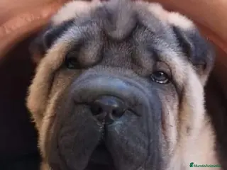 Shar Pei perros BEBES SHAR PEI en Málaga - Anuncio 2