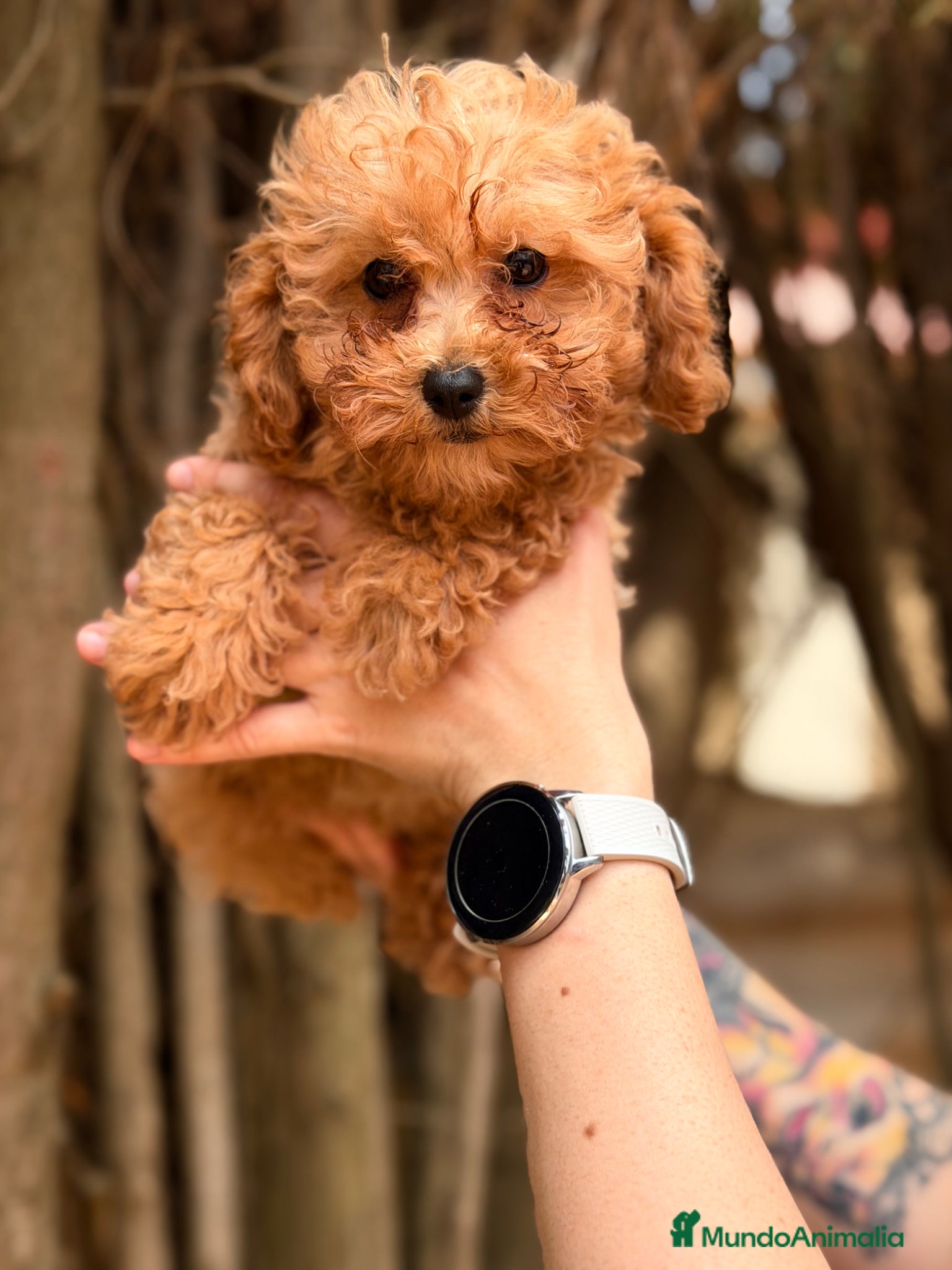 Caniche Toy perros en venta: Caniche Toy hembra  - Anuncio 6