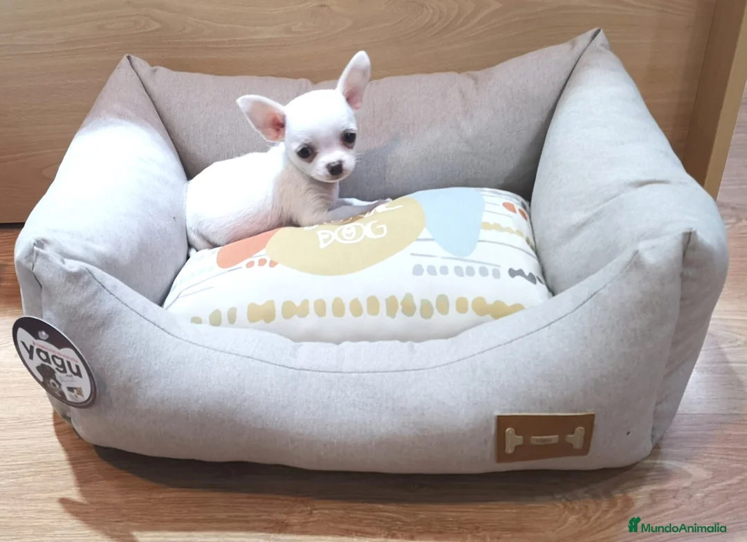 Chihuahua perros en venta: Chihuahuas  en Barcelona - Anuncio 3