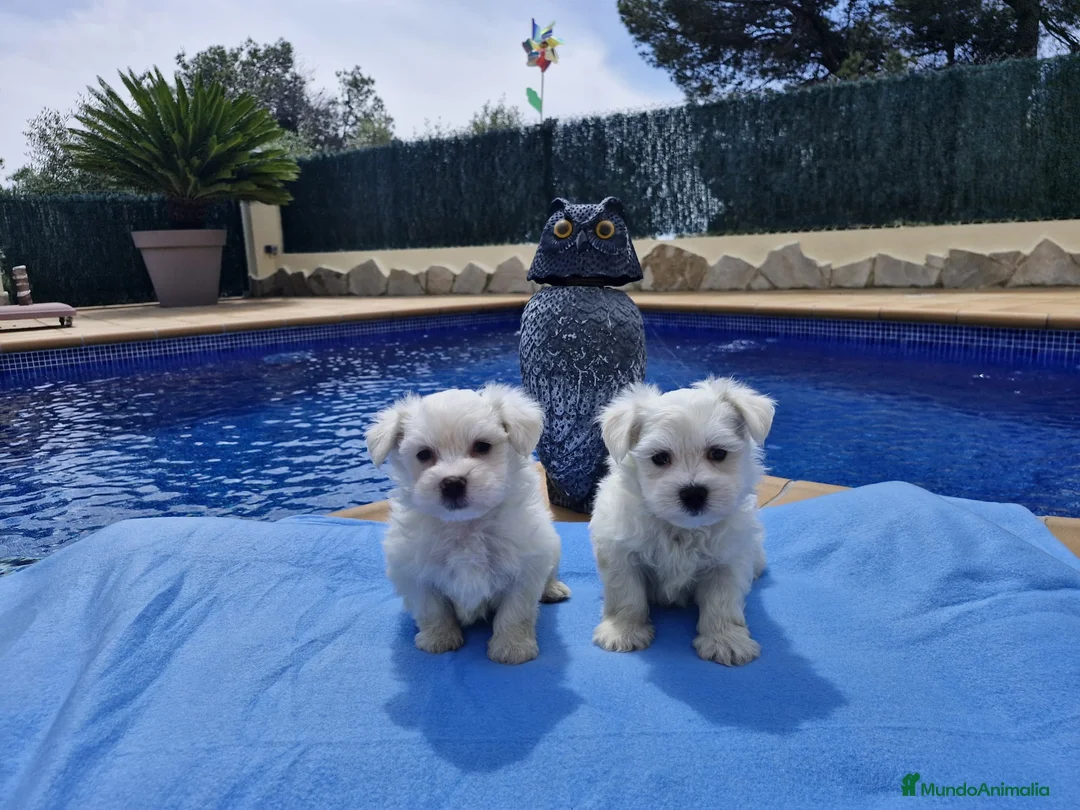 Bichón Maltés perros en venta: Bichón Maltés preciosos  en Barcelona - Anuncio 3
