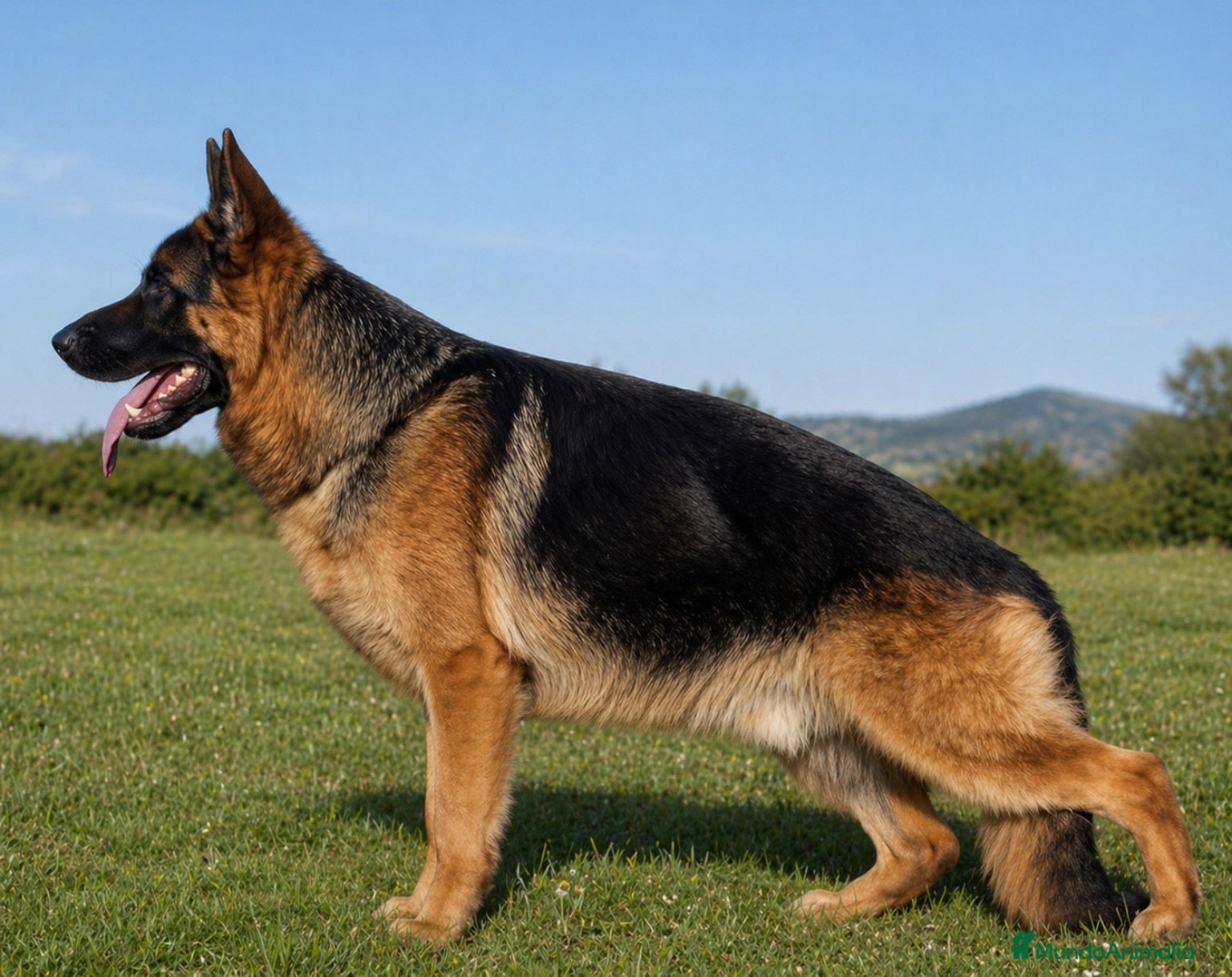 Pastor Alemán perros Cachorros de pastor alemán  - Anuncio 3