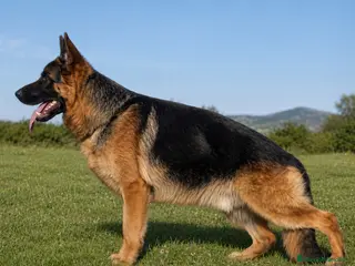 Pastor Alemán perros Cachorros de pastor alemán - Anuncio 3