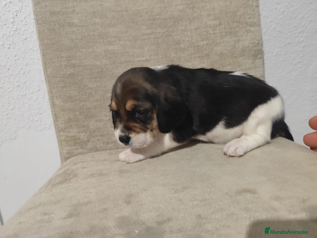 Beagle perros en venta: Beagle - Anuncio 1