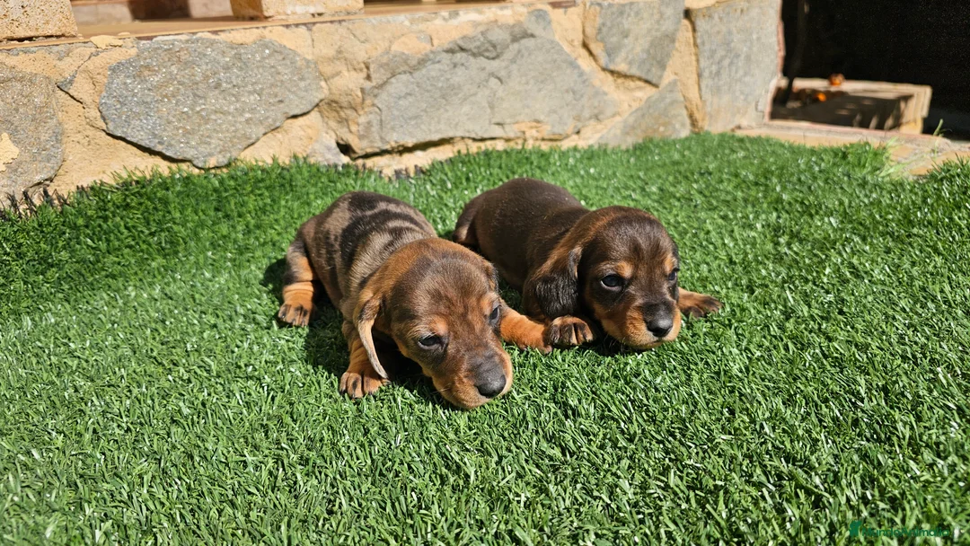 Teckel perros en venta: Espectaculares cachorritos de teckel - Anuncio 7