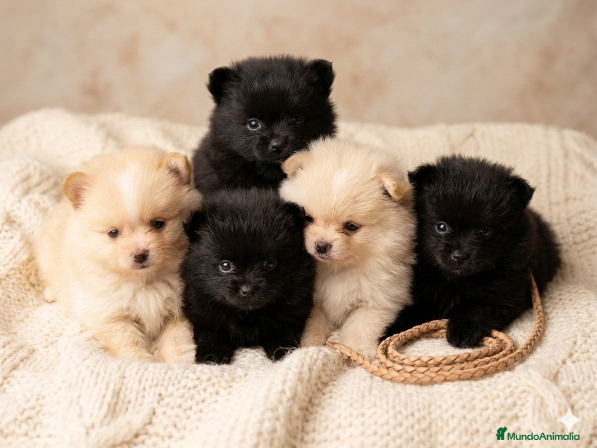 Pomerania perros Pomerania mini - Anuncio 1