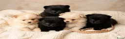 Pomerania perros en venta: Pomerania mini - Anuncio 1
