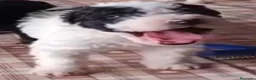 Perro de Agua Español perros en venta: Perro de agua Español - Anuncio 2