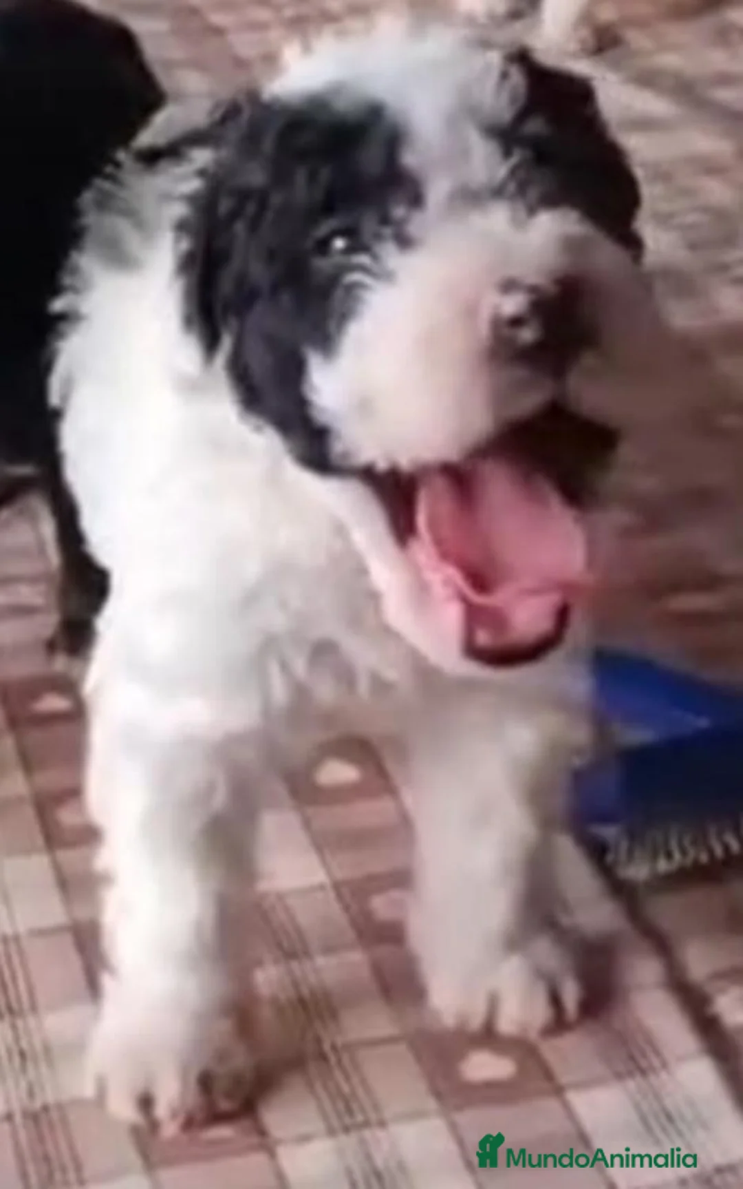 Perro de Agua Español perros en venta: Perro de agua Español - Anuncio 2