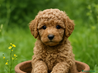 Caniche Toy perros - Anuncio 19