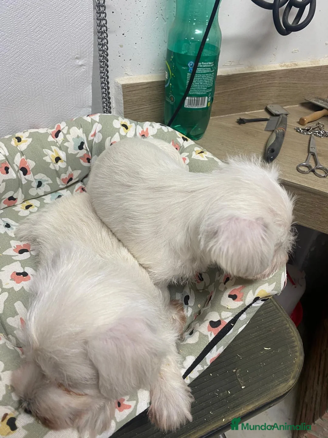 Schnauzer Miniatura perros en venta: SCHNAUZER MINIATURA  - Anuncio 2