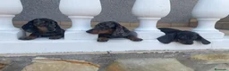 Teckel Miniatura perros en venta: teckel miniatura pelo largo - Anuncio 1