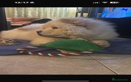 Chow Chow perros en venta: Preciosa camada de Chow chow - Imagen 3
