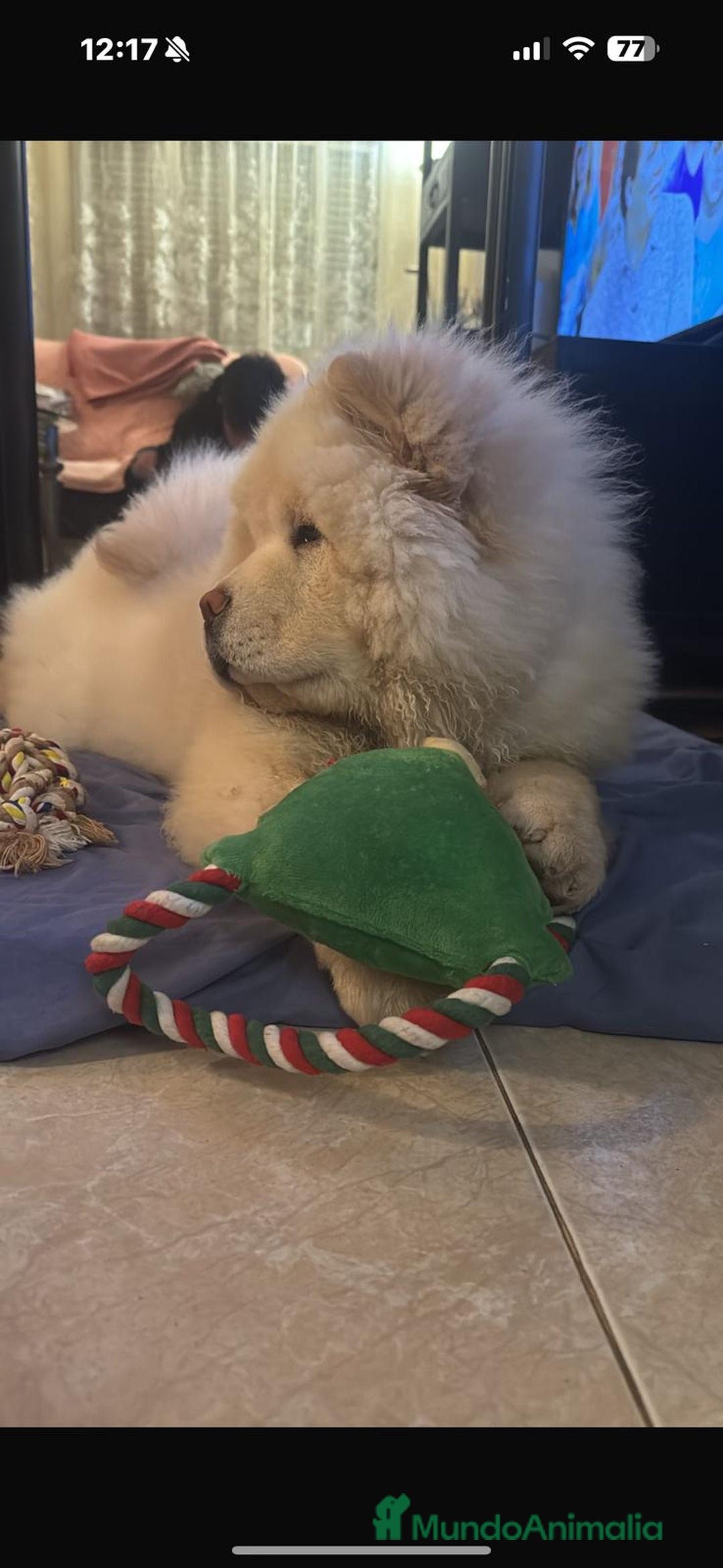 Chow Chow perros en venta: Preciosa camada de Chow chow - Imagen 3