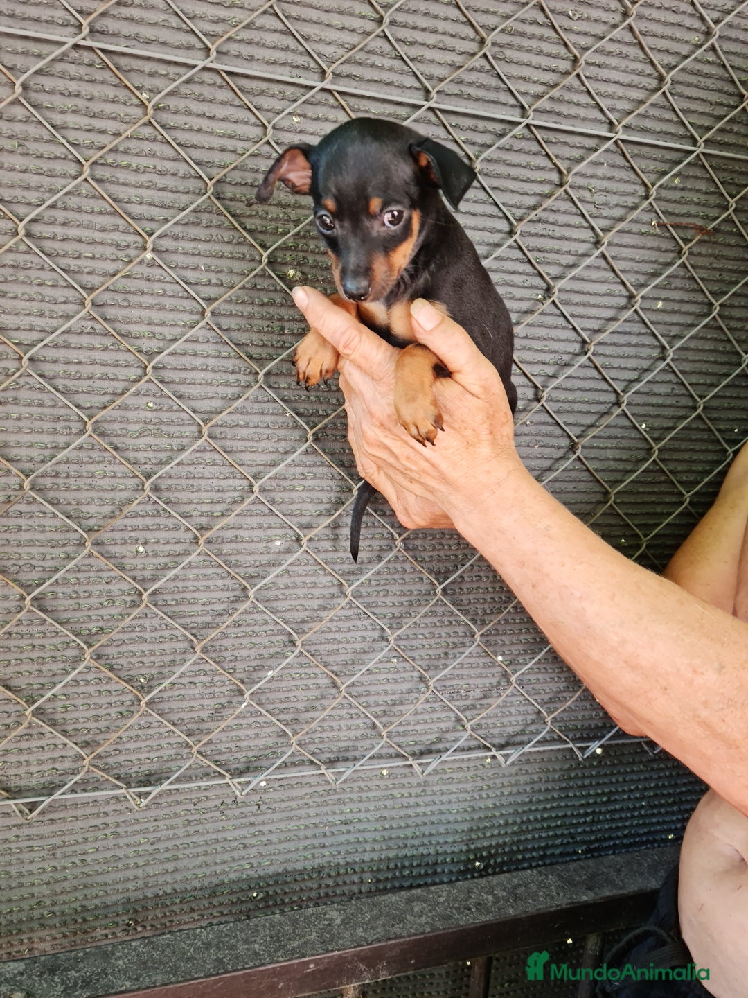 Ratón de Praga perros en venta: Raton de praga - Imagen 14