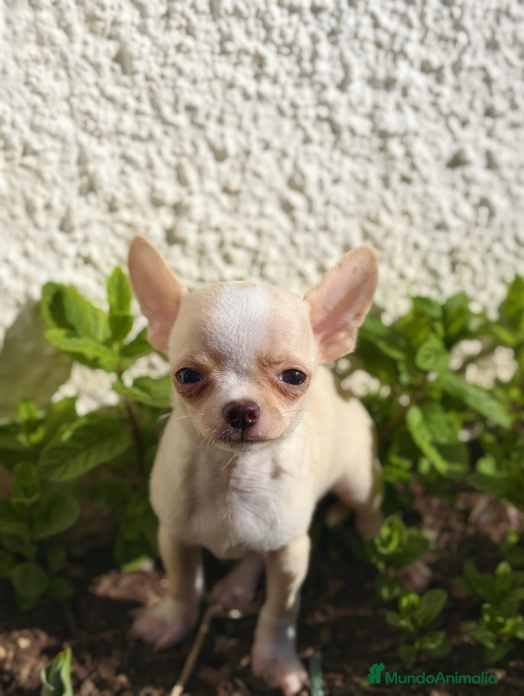 Chihuahua perros en venta: Chihuahua miniatura  - Anuncio 1