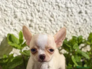 Chihuahua perros Chihuahua miniatura - Anuncio 1