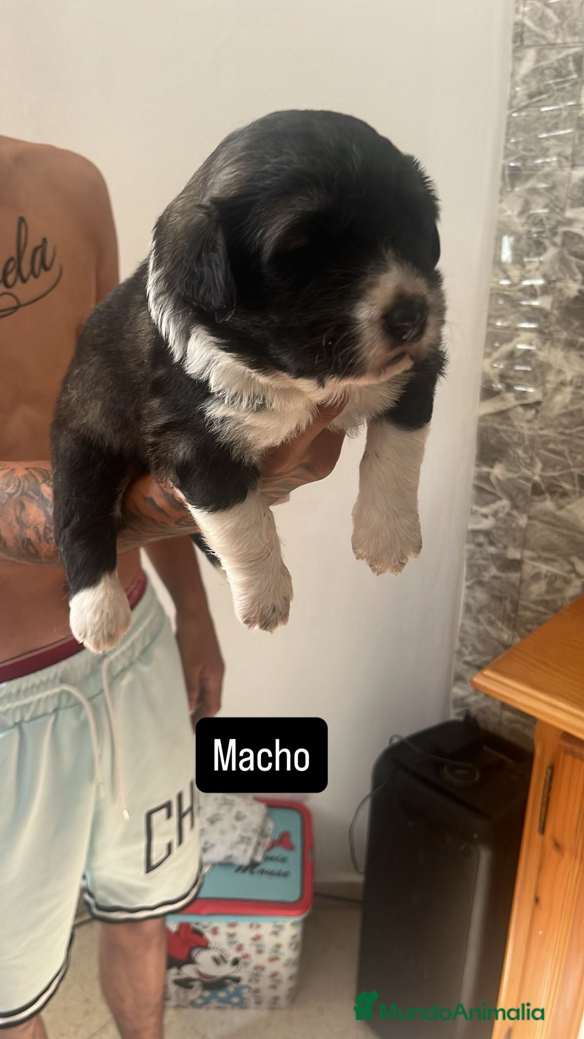Pastor del Cáucaso perros en venta: Camada completa Pastor del Cáucaso  - Anuncio 6