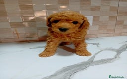 Caniche Enano perros en venta: Caniche pimentón y apricot  - Imagen 14