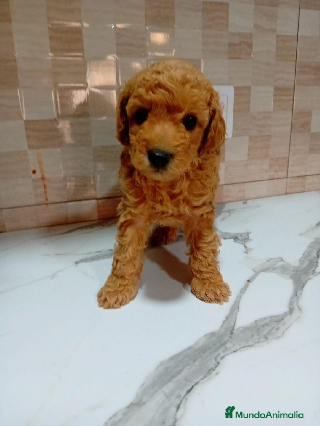 Caniche Enano perros en venta: Caniche pimentón y apricot  - Imagen 14