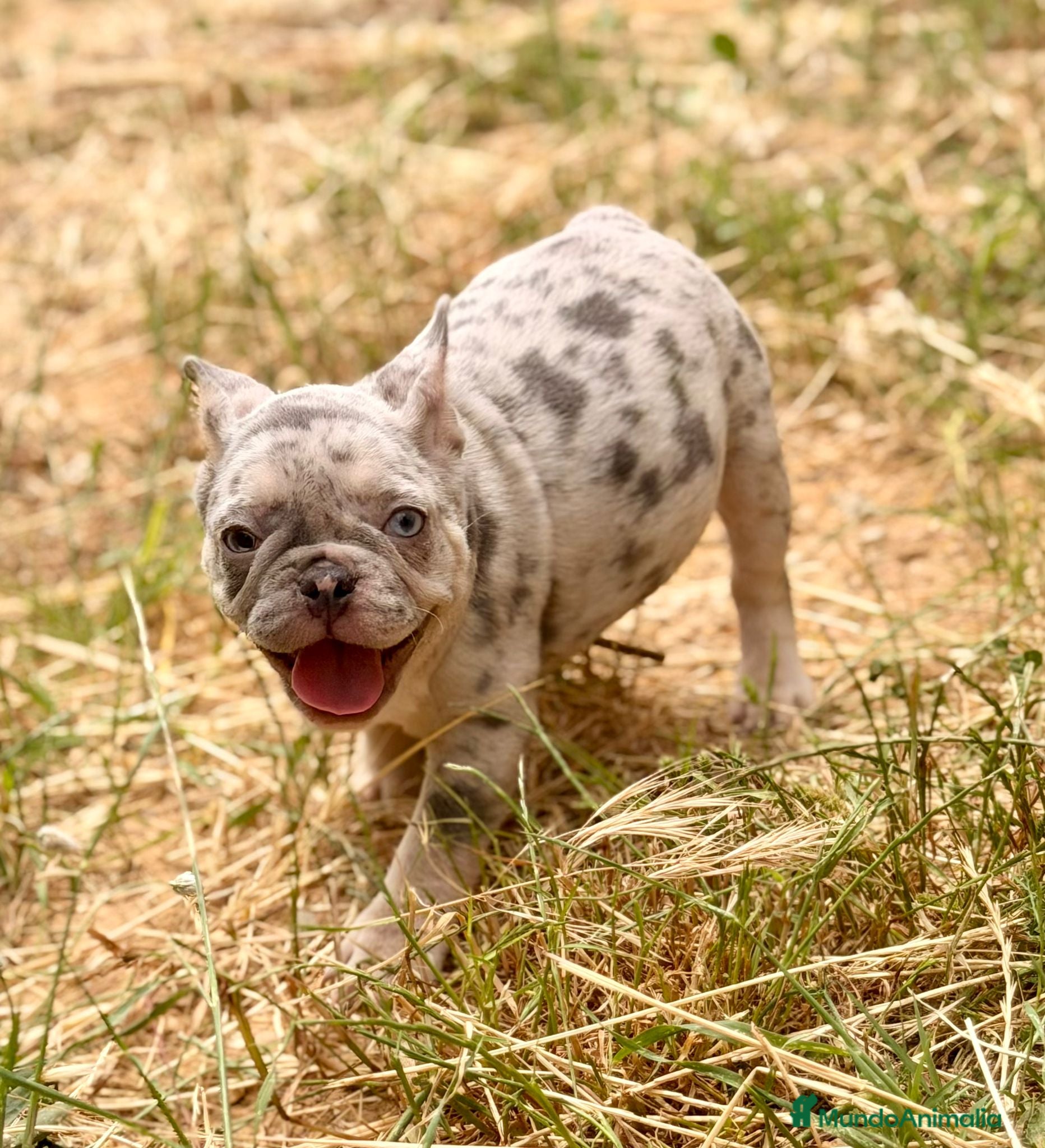 Bulldog Francés perros en venta: Bulldog Merle ojos azules  - Anuncio 3