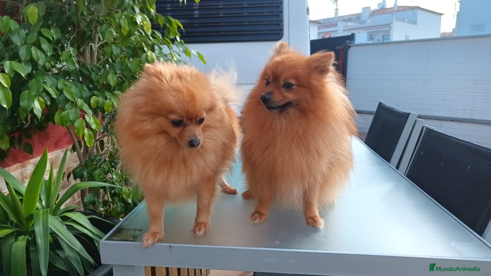 Pomerania perros Cachorros pomerania  - Anuncio 6