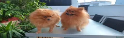 Pomerania perros en venta: Cachorros pomerania  - Anuncio 1