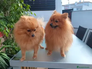 Pomerania perros Cachorros pomerania - Anuncio 6