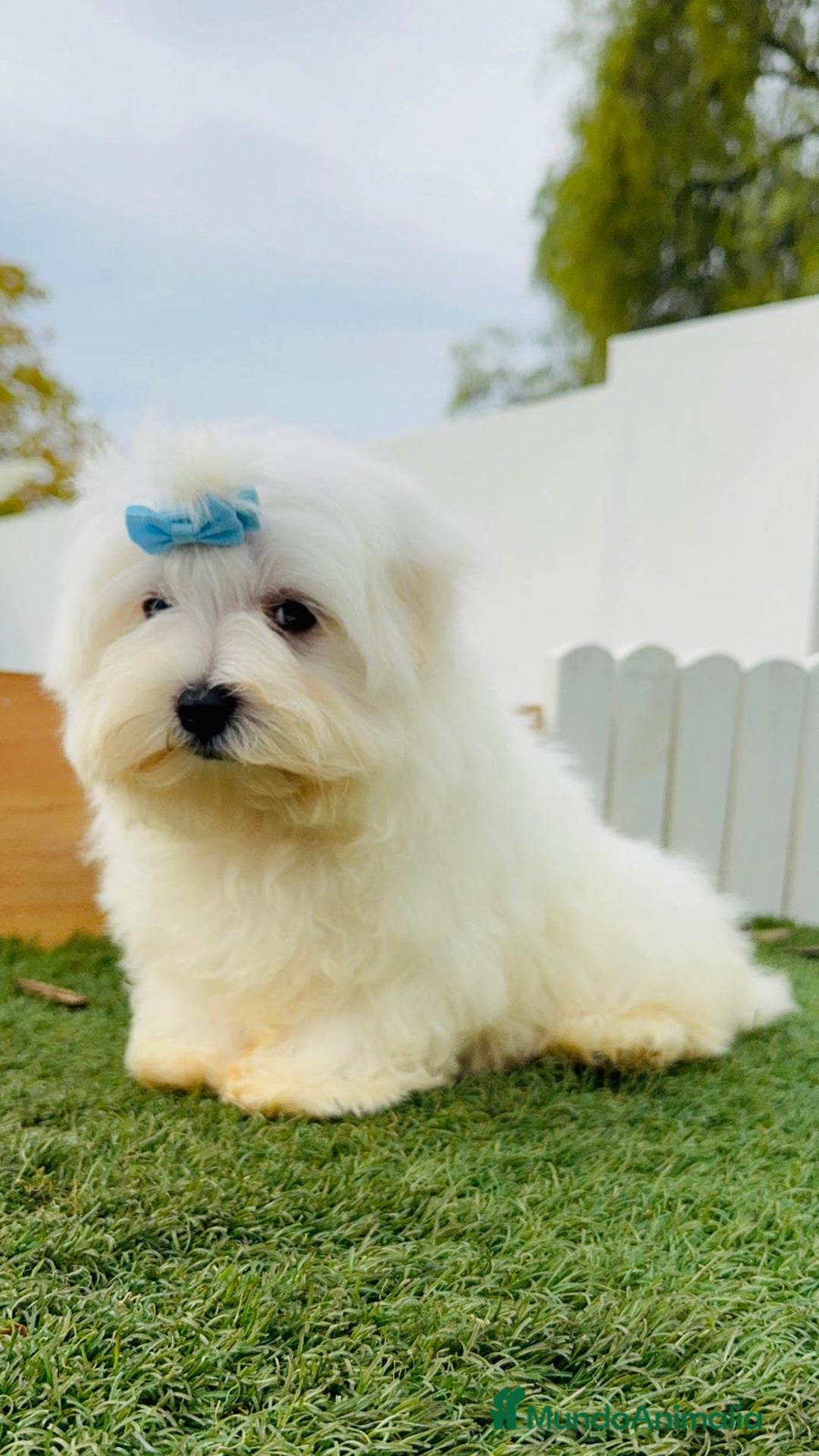 Bichón Maltés perros en venta: BICHON MALTES LINEA AMERICANA - Anuncio 5