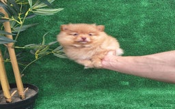 Pomerania perros en venta: LULU DE POMERANIA  - Imagen 2