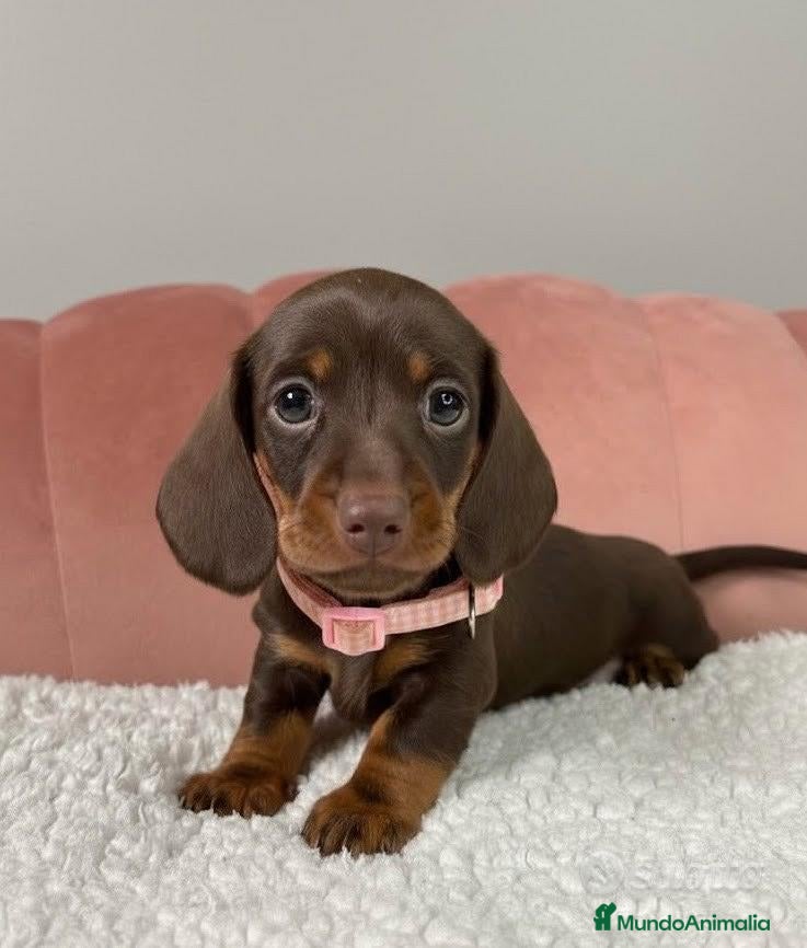 Teckel Miniatura perros ULTIMO TECKEL CHOCOLATE  - Anuncio 1