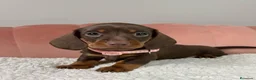 Teckel Miniatura perros en venta: ULTIMO TECKEL CHOCOLATE  en Cáceres - Anuncio 1