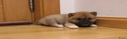 Shiba Inu perros en venta: Cachorros de Shiba inu - Anuncio 2