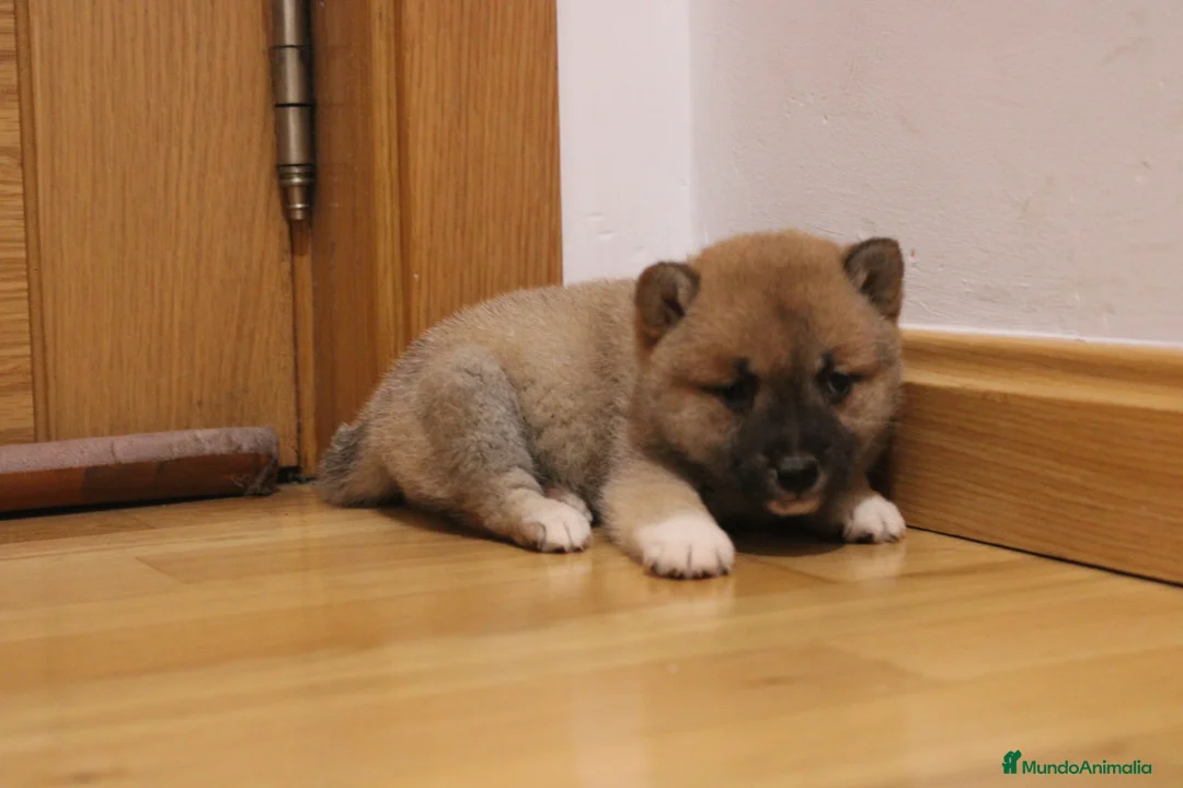 Shiba Inu perros en venta: Cachorros de Shiba inu - Anuncio 2