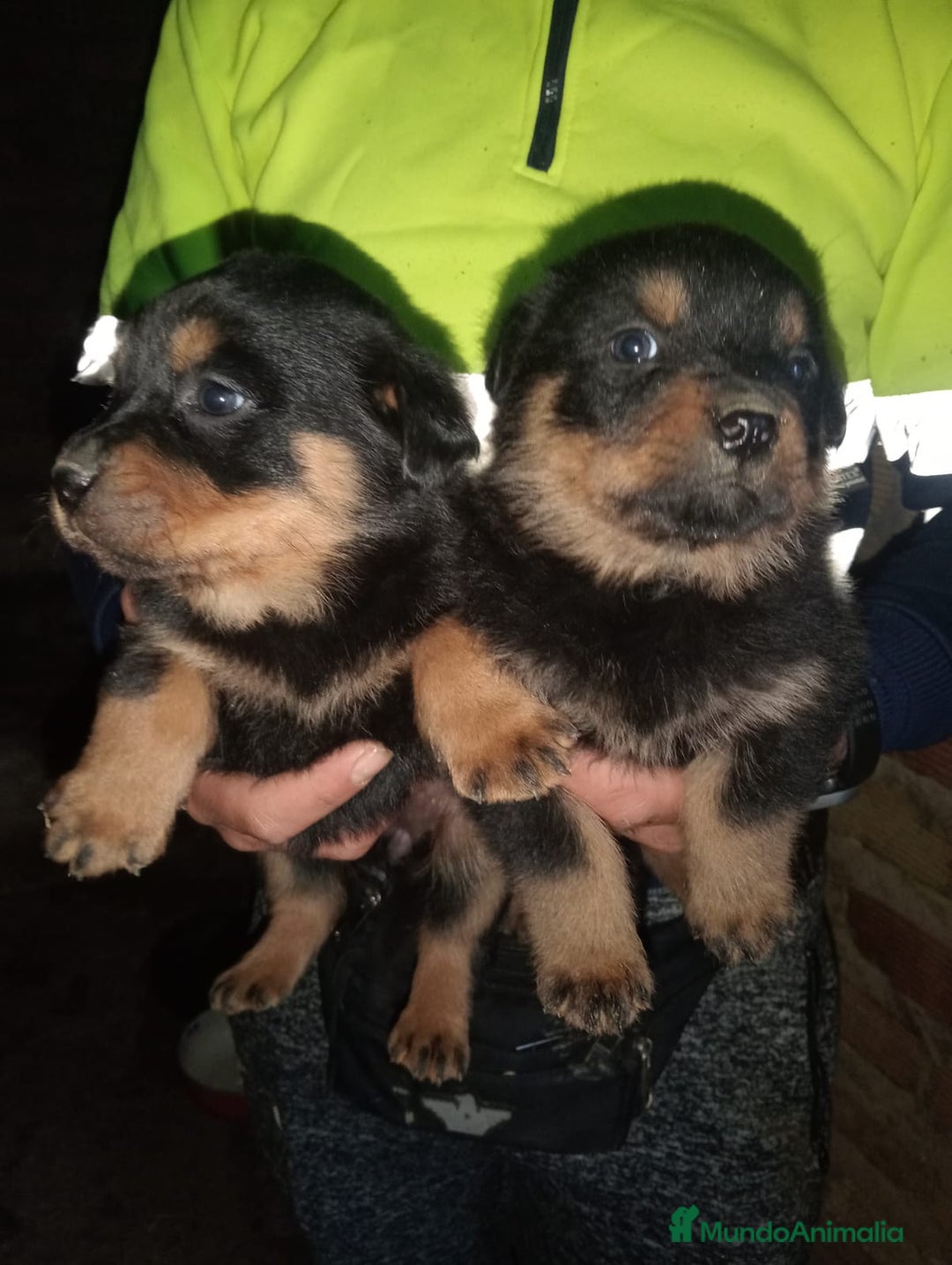 Rottweiler perros en venta: Rottweiler  - Anuncio 5