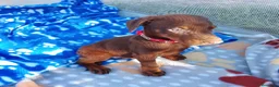 Dobermann perros en venta: Dóbermann negro fuego y chocolate🐾🔥 - Anuncio 2