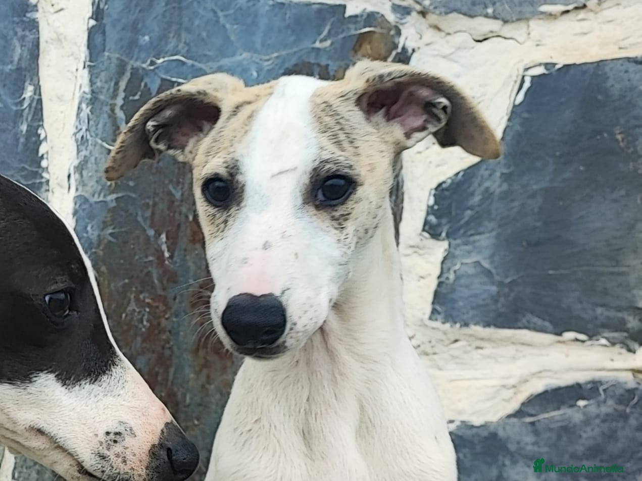 Whippet perros WHIPPET MACHO - Anuncio 29