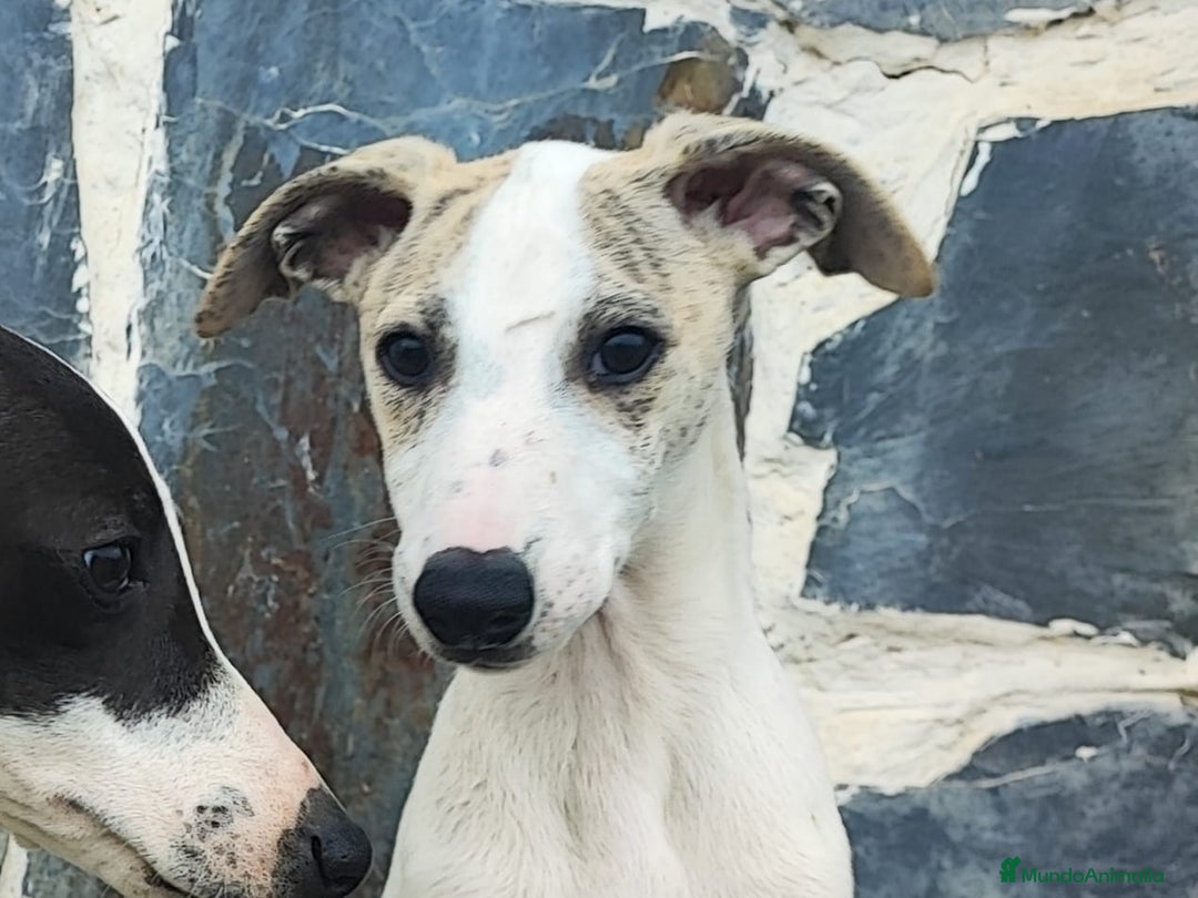 Whippet perros en venta: WHIPPET MACHO - Anuncio 1