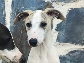 Whippet perros WHIPPET MACHO - Anuncio 1