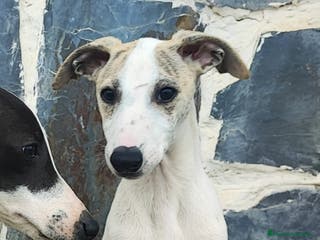 Whippet perros WHIPPET MACHO - Anuncio 25