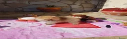 Pomerania perros en venta: Lulú de Pomerania  - Anuncio 10