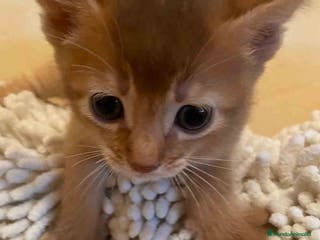 Abisinio gatos Abisinio Hembra de Santa 1836 - AQUANATURA en Barcelona - Anuncio 18